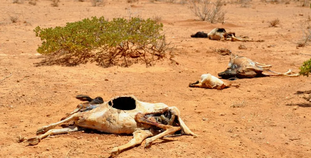 সোমালিয়ায় খরা: জলবায়ু ফ্যাসিবাদের উপর একটি কেস স্টাডি এবং আয়নায় তাকাচ্ছে না